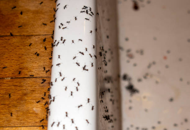 Best Commercial Pest Control Services  in Clay, CA