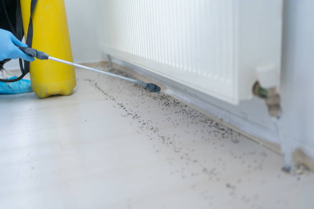 Best Insect Control  in Clay, CA